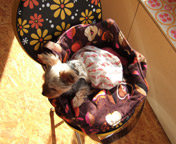 �t�j�~�ЂȂ��ڂ���