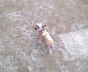 �h�b�O����