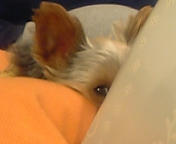 �s���t�j�q