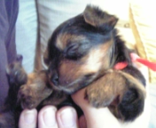 �͂��߂܂��Ă̓�