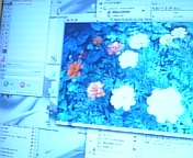 �V���I�X�^�C��