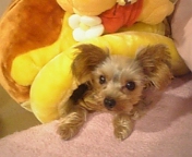 �v�[����̂͂��݂�