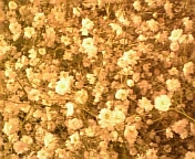 �����݂���