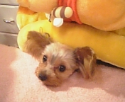 �����t�[�j�[